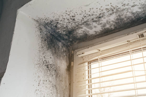 Affordable Attic Mold Removal solutions in Franklin, TX