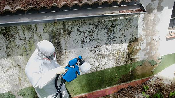 Top rated local Attic Mold Removal specialists in Franklin, TX